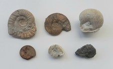 Lotto 6 Ammoniti fossili - diverse specie - Giurassico - (F6)