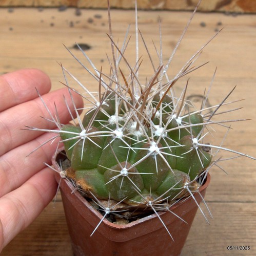 Thelocactus tulensis vaso - vaso, cm