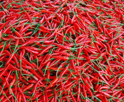 Semi peperoncino rosso - di,