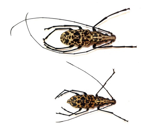 Coleoptera anthribidae - coleoptera,,