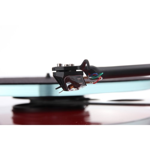 Rega ania testina - rega,