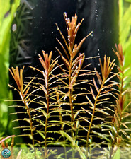 Rotala rotundifolia ‘Orange Juice’ – 8 talee - piante vive per aquario
