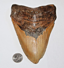 6 INCH REAL MEGALODON SHARK