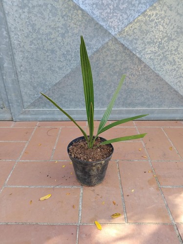 Pianta phoenix dactylifera - phoenix,