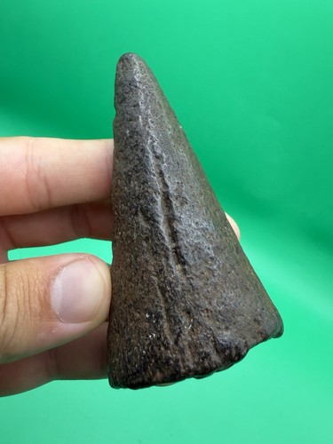 Raro fossile lower - fossile,