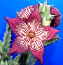 Stapelia Tromotriche Revoluta var. Tigridia: Una Talea senza Radici ,Foto da WEB