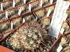 Sclerocactus parviflorus