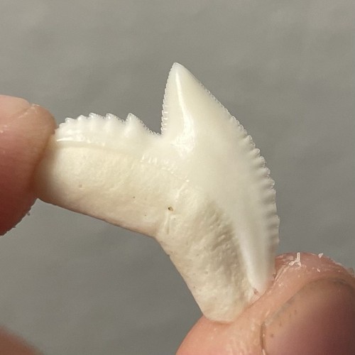 Dente squalo di - di,