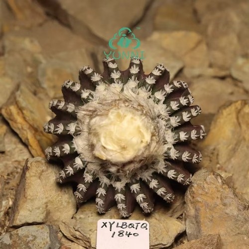 Pianta rara cm discocactus - 6,1,