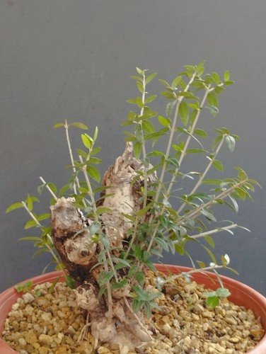 Bonsai olivastro 20x10cm - bonsai, in