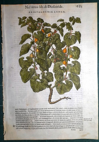 Stampa antica mattioli - stampa,