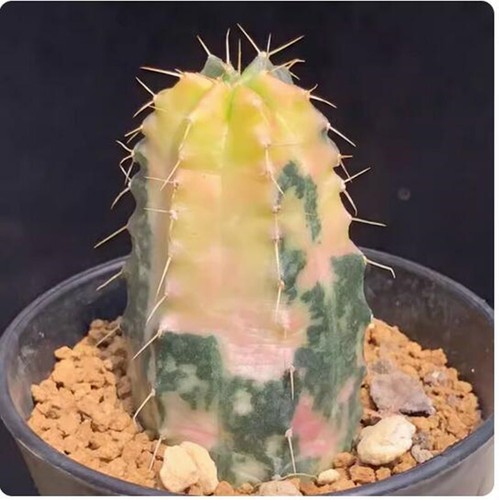 Pianta succulenta cactus - succulenta, di
