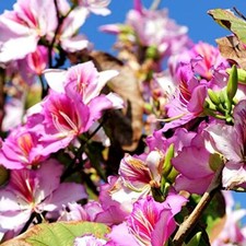 BAUHINIA PURPUREA  SEMI  Albero Orchidea Orchid tree  DA 5 A 25 SEMI 