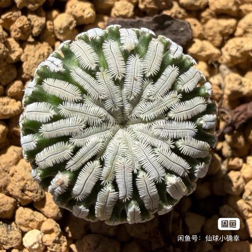 Semi pelecyphora aselliformis - semi,