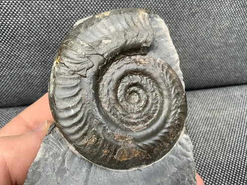 Whitby hildoceras fossil - whitby, sp