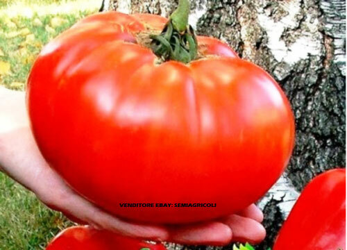 Semi pomodoro gigante re - 50,