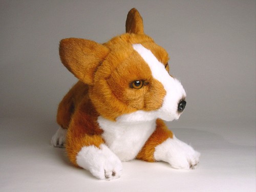 Pembroke cucciolo corgi - pembroke,