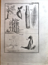 Incisione stampa botanica