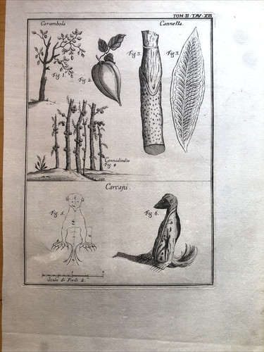 Incisione stampa botanica