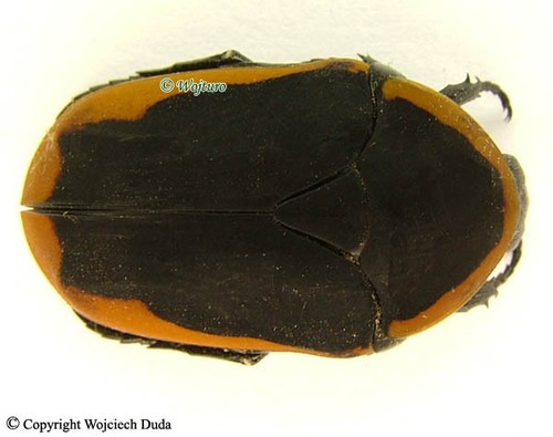 Fragranza marginata - fragranza,