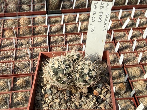 Sclerocactus glaucus sb1709 - sclerocactus,