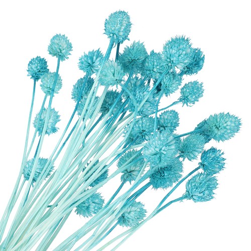 Pcs fiori secchi pollici - secchi,