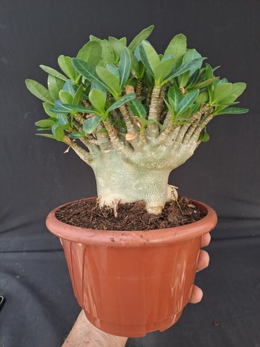 Adenium obesum baobab caudex - obesum,