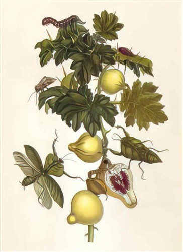 Maria sibilla merian foto - foto, a4