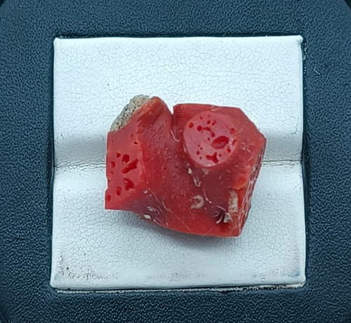 Corallo rosso italiano - , grezzo