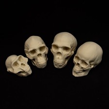 Human Skull Evolution Set –