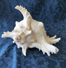 Murice Ramosus  conchiglie