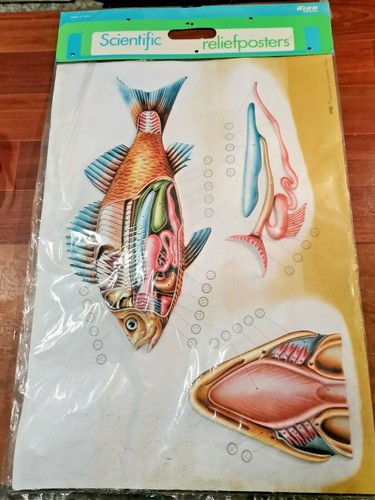 Poster rilievo scientific - a,