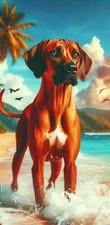 Rhodesian Ridgeback Summer Fun