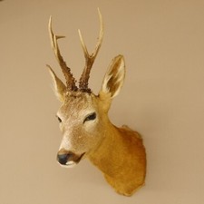 Preparato Di Testa Di Capriolo Altezza 42 Cm Corna Capriolo Preparato 85.11.65