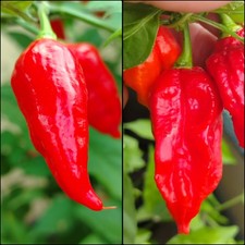 Semi Peperoncino Naga Morich