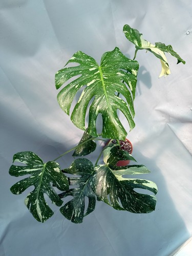 Monstera thai constellation - thai,