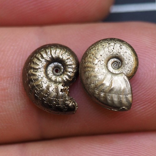 Ammonite pirite pezzi mm - 2,
