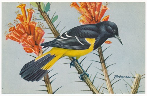 Scott oriole peterson - oriole,