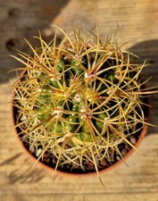 Ferocactus Johnstonianus