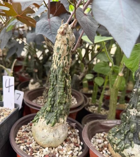 Adenia stylosa caudex - adenia, giardino