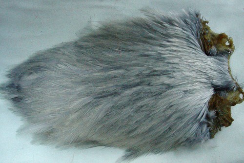 Collo gallo indiano grigio - collo,
