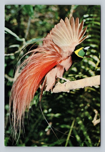 Radioamatore qsl p29wt papua - radioamatore,