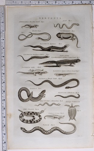 1783 stampa originale - stampa,