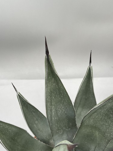 Agave nigra pelle - nigra, di