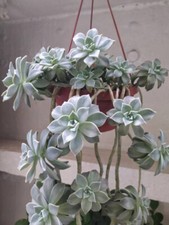 Madreperla Graptopetalum