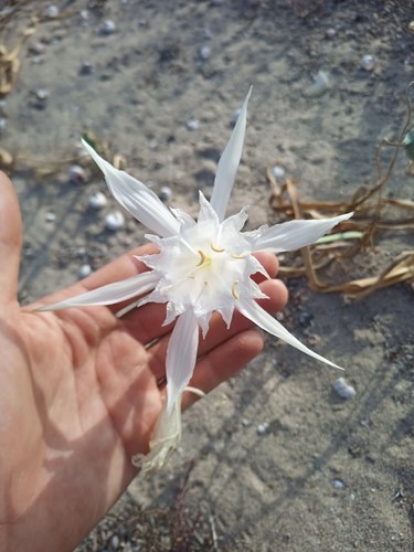 150 semi pancratium maritimum - semi,