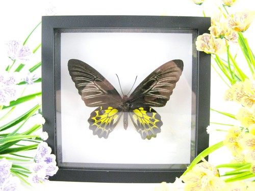 Golden birdwing vera - golden,