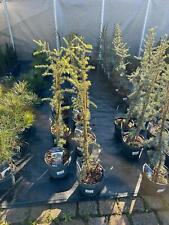 Cedrus libani 'Glauca Pendula'