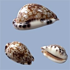 Cypraea histrio maldive - cypraea, histrio,