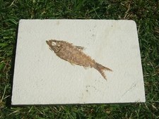 - Fossili - PESCE (6c) U.S.A.